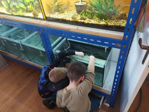 Malí akvaristi sa starajú o vlastné akvária s rybkami, prehlbujú si kladný vzťah k živým tvorom.